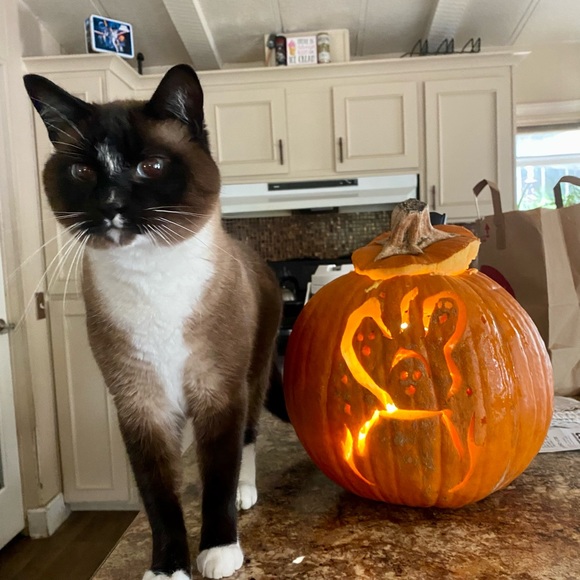 Pet friendly home - Picture 15 of 16